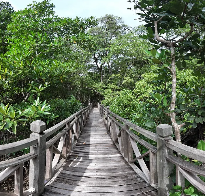 Rethinking Blue Carbon Funding: Alternative Approaches for Coastal Wetlands Ecosystem