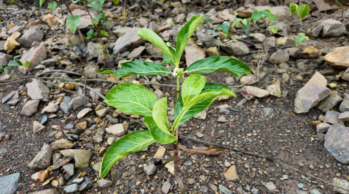 Everyone Wants Blue Carbon Credits. Almost Nobody Can Deliver Them.