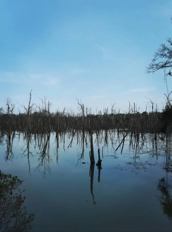 The US$14 Credit and the US$36 Credit Are the Same Tonne of Carbon. The Difference Is a Government Signature.